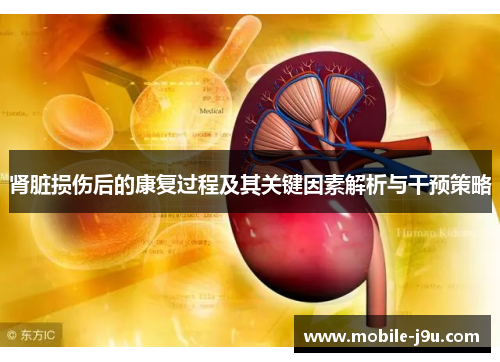 肾脏损伤后的康复过程及其关键因素解析与干预策略
